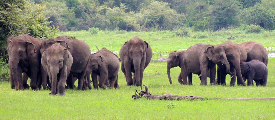 sri lanka community service program